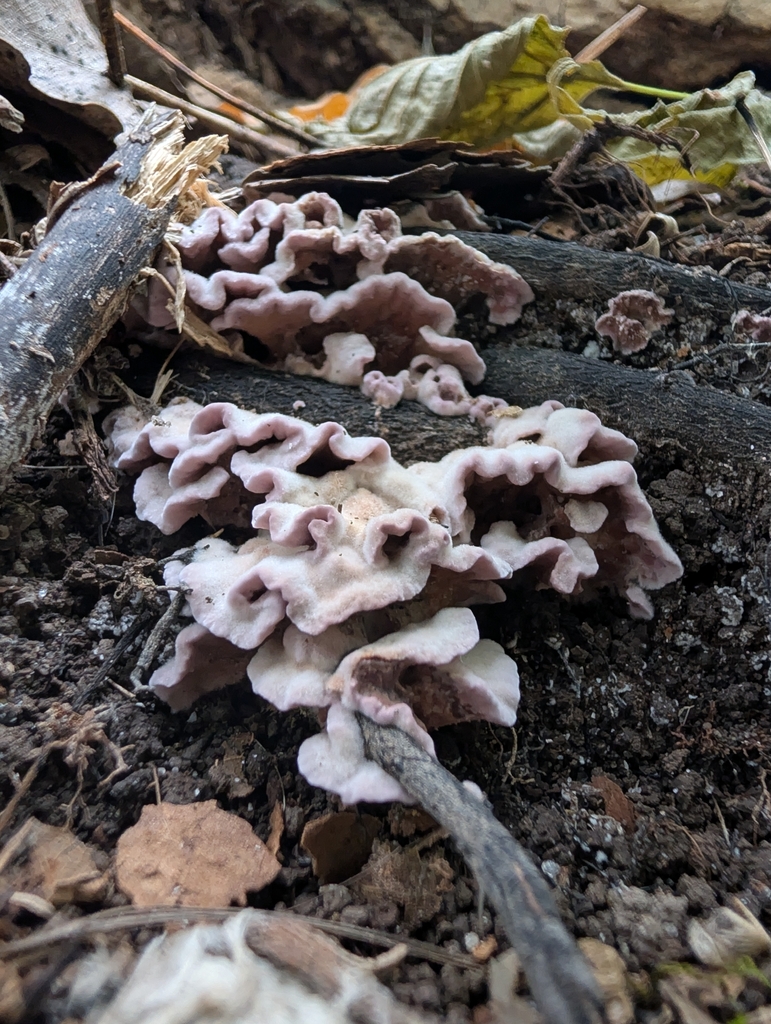 Silverleaf Fungus · September 2026 · photo: Photo: no rights reserved · iNaturalist