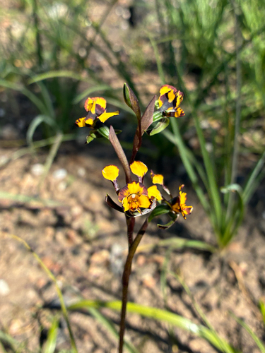 Diuris pardina, photograph 6