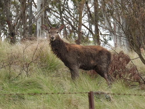 Red Deer