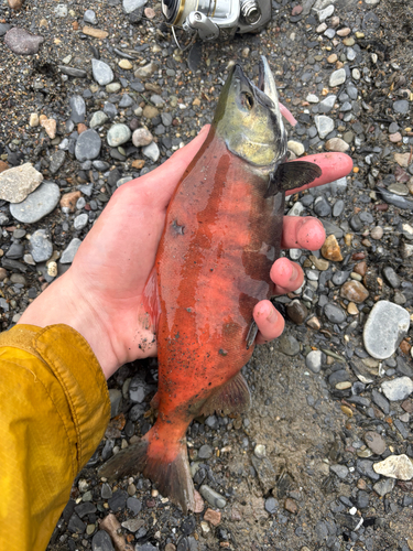 Sockeye Salmon
