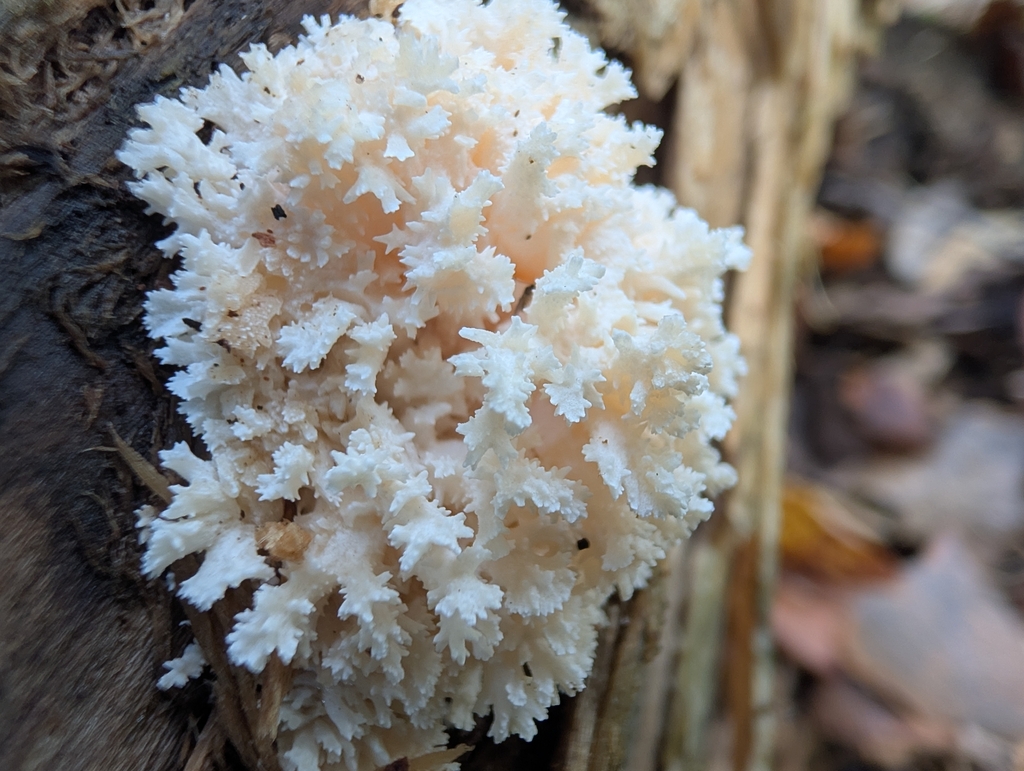 Coral tooth fungus · September 2026 · photo: Photo: no rights reserved · iNaturalist