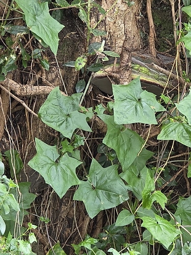 Delairea odorata, photograph 1