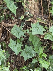 Delairea odorata