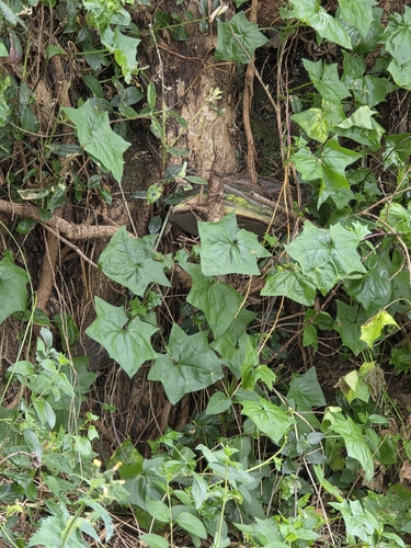 Delairea odorata, photograph 2