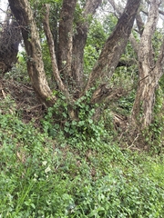 author not stated, no rights reserved Delairea odorata, photograph author not stated, no rights reserved