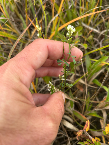 Melilotus albus, photograph 5