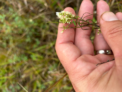 author not stated, no rights reserved Melilotus albus, photograph author not stated, no rights reserved
