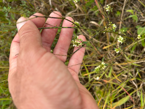 Melilotus albus, photograph 4