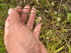 author not stated, no rights reserved Melilotus albus, photograph author not stated, no rights reserved