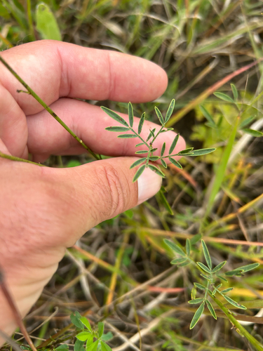 Dalea candida, photograph 2