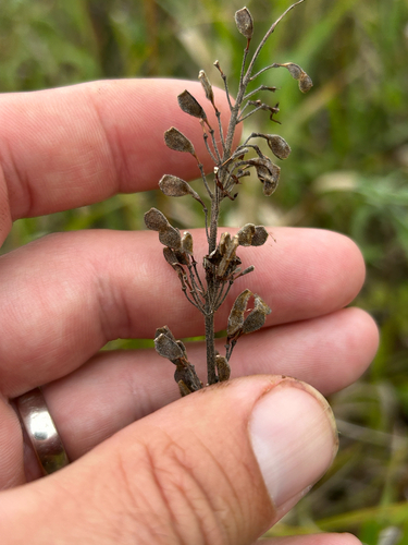 Desmodium canadense, photograph 2