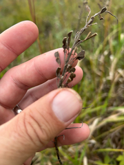 Desmodium canadense