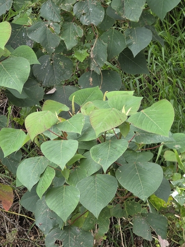 Homalanthus populifolius