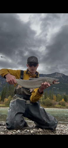 Bull Trout