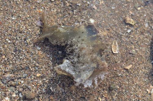 Reticulated sea hare