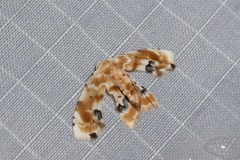 Holocryptis phasianura