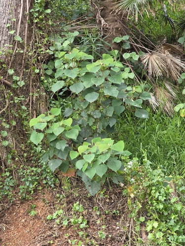 Homalanthus populifolius, photograph 2