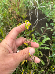 Melilotus officinalis