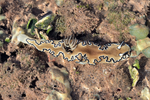 Black-margined Nudibranch