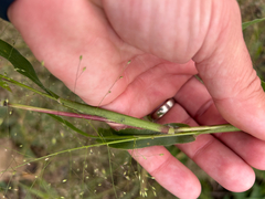 Panicum capillare, photograph author not stated, no rights reserved