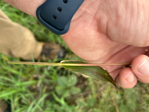 Panicum capillare, photograph 2
