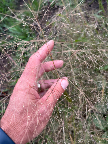 Panicum capillare, photograph 1