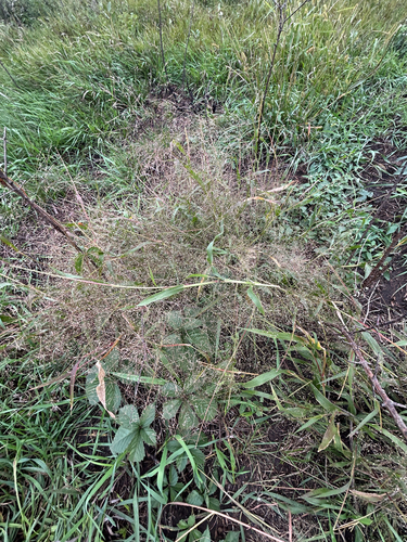 Panicum capillare, photograph 4