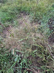 Panicum capillare, photograph author not stated, no rights reserved