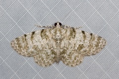 Dyscheralcis crimnodes