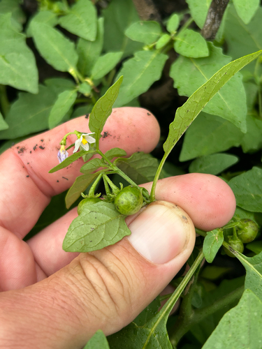 Solanum emulans, photograph 3