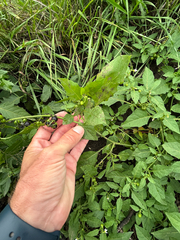 author not stated, no rights reserved Solanum emulans, photograph author not stated, no rights reserved