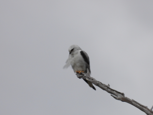 Black-shouldered Kite