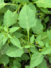 author not stated, no rights reserved Solanum emulans, photograph author not stated, no rights reserved