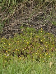 Cotula coronopifolia, photograph author not stated, no rights reserved