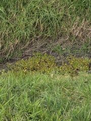 Cotula coronopifolia, photograph author not stated, no rights reserved