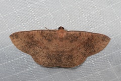 Eurychoria gerasphora