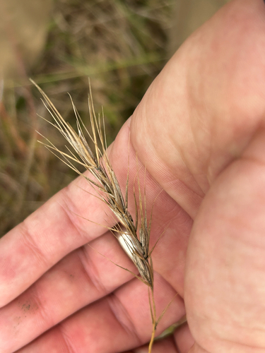 Elymus canadensis, photograph 5