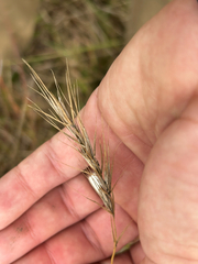Elymus canadensis, photograph author not stated, no rights reserved