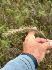 Elymus canadensis, photograph author not stated, no rights reserved