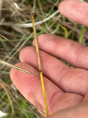 Elymus canadensis, photograph author not stated, no rights reserved