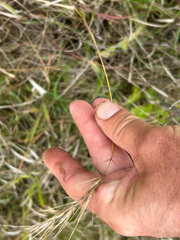 Elymus canadensis, photograph author not stated, no rights reserved