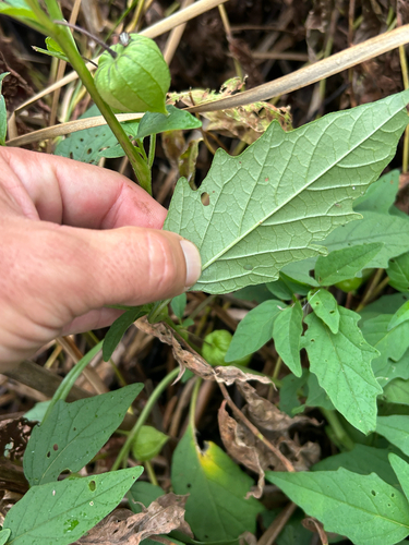 Physalis longifolia, photograph 2