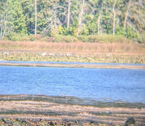 Sandhill Crane