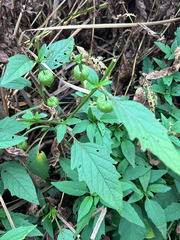 Physalis longifolia