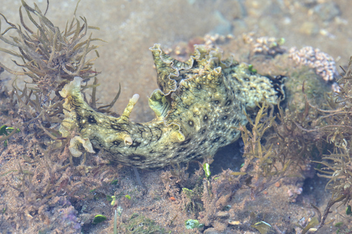 White-speckled Seahare