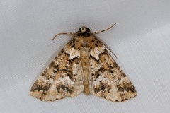 Lophosigna catasticta