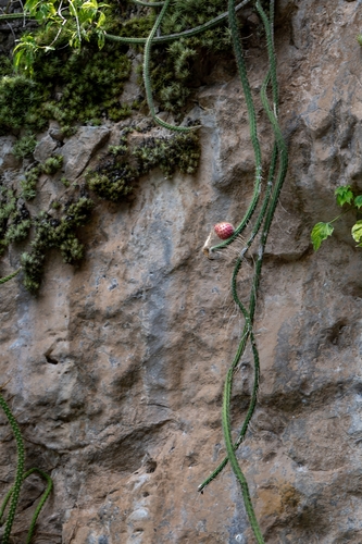 Selenicereus grandiflorus, photograph 1