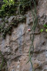 Selenicereus grandiflorus