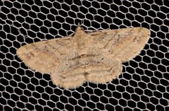 Scioglyptis lithenopa