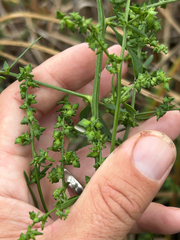 Atriplex patula, photograph author not stated, no rights reserved